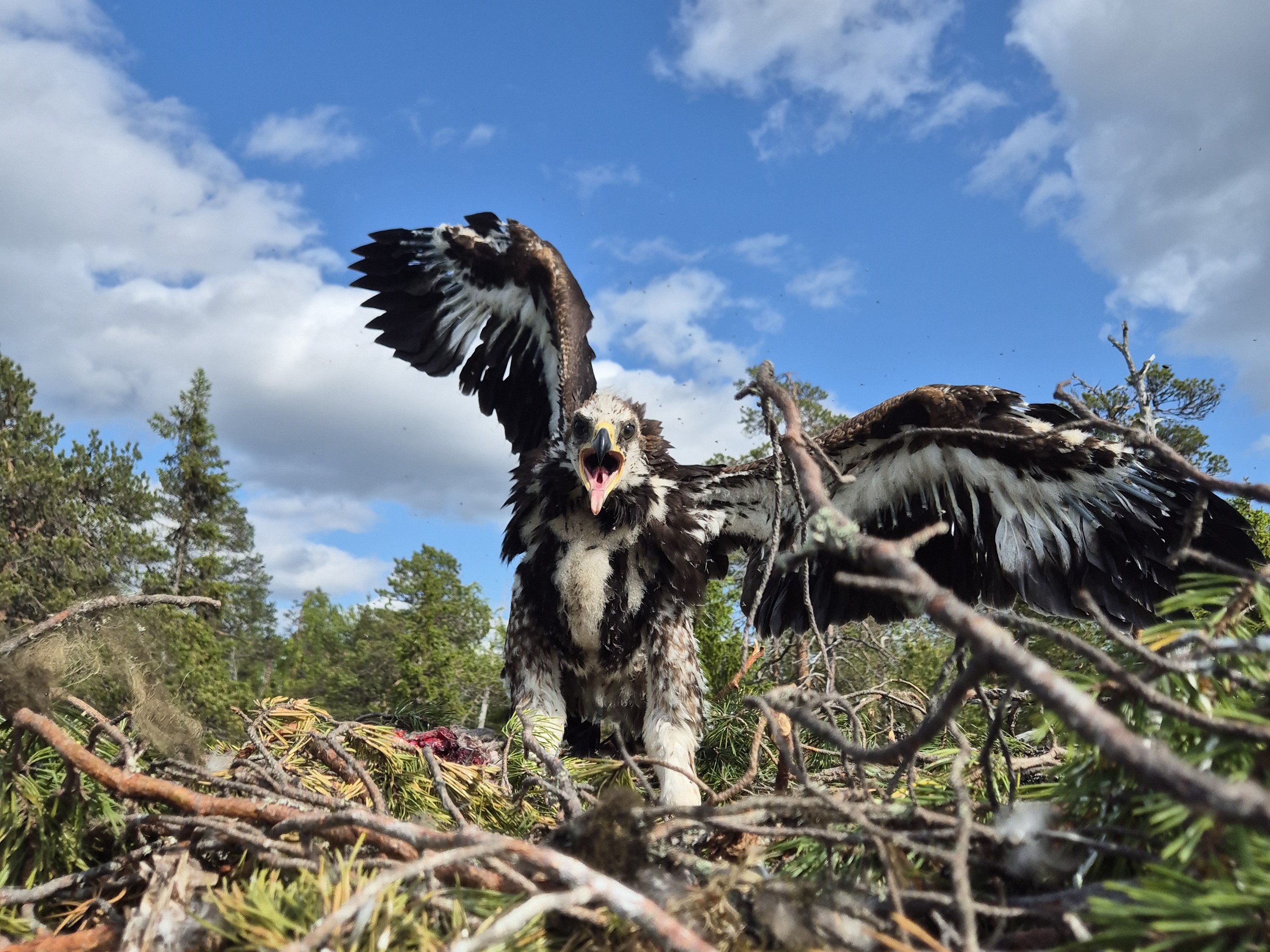 © Katya Karabanina. All rights reserved.